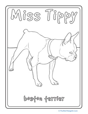 Boston Terrier Coloring Page