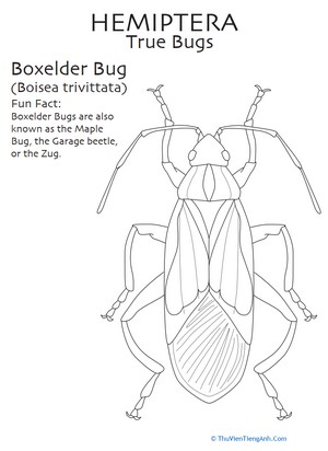 Boxelder Bug Coloring Page