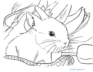 Spring Bunny Coloring Page