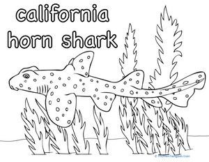California Horn Shark