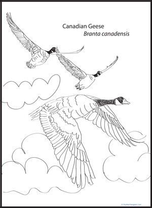 Canadian Geese Coloring Page