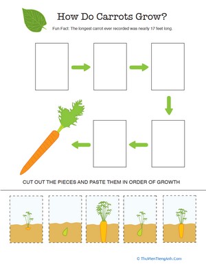 Explore the Life Cycle of a Carrot