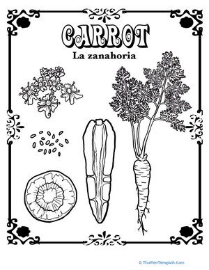Carrot in Spanish