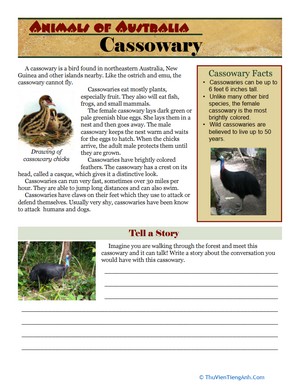 Cassowary Facts