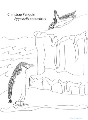 Chinstrap Penguin Coloring Page