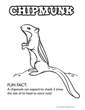 Chipmunk Facts