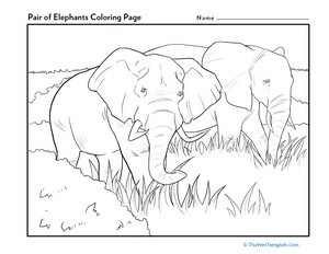 Pair of Elephants Coloring Page