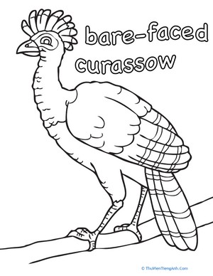 Bare-Faced Currasow Coloring Page