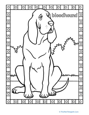 Bloodhound Coloring Page