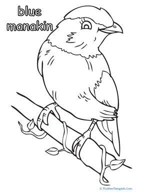 Blue Manakin Coloring Page