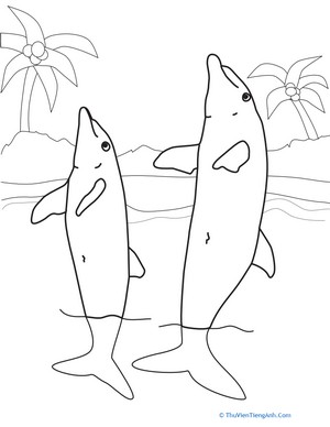 Color the Dolphin Duo