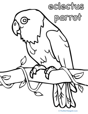 Eclectus Parrot Coloring Page