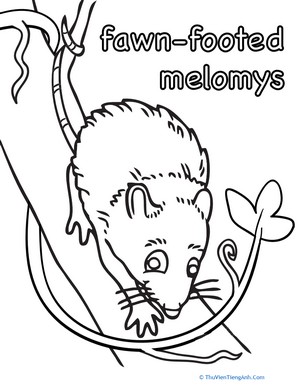 Fawn-Footed Melomys Coloring Page