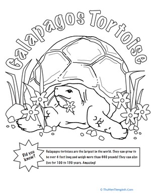 Color the Galapagos Tortoise