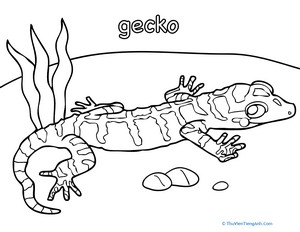 Color a Gecko