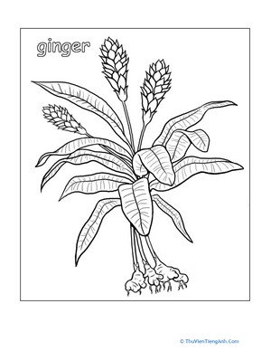 Color the Ginger Plant