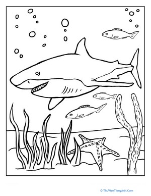 Color the Grinning Shark