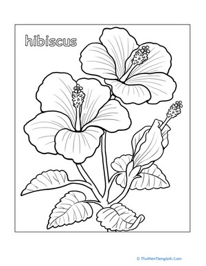 Hibiscus Coloring Page