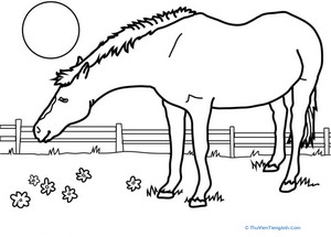 Color the Horse