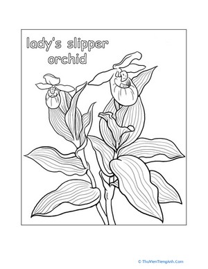 Lady Slipper Orchid Coloring Page