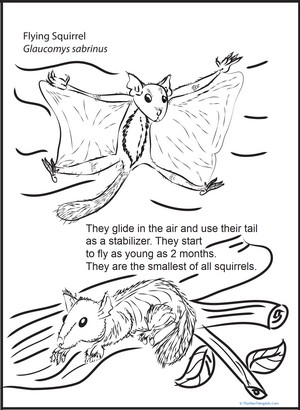 Color and Learn: Flying Squirrel
