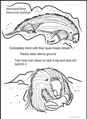 Color and Learn: Marsupial Mole