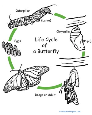 Color the Life Cycle: Butterfly