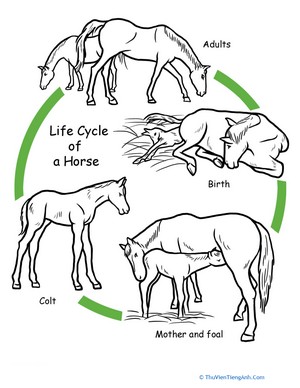 Color the Life Cycle: Horse
