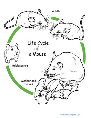 Color the Life Cycle: Mouse