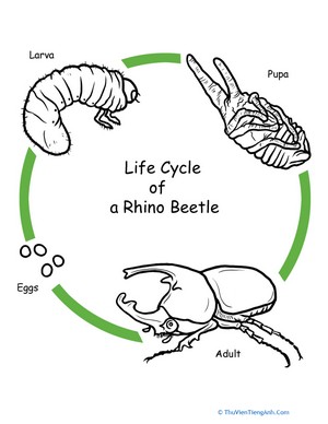 Color the Life Cycle: Rhino Beetle