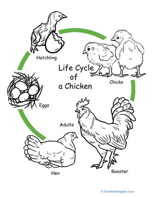 Chicken Life Cycle Worksheet