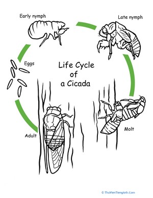 Color the Life Cycle: Cicada