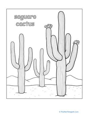 Color the Saguaro Cactus
