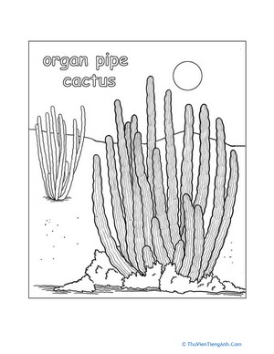 Organ Pipe Cactus Coloring Page