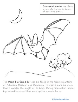 Ozark Big-Eared Bat Coloring Page