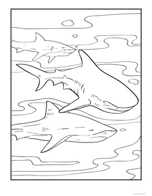 Color the Pod of Sharks