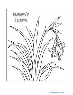 Flower Coloring Page: Queen’s Tears