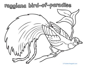 Raggiana Bird of Paradise Coloring Page