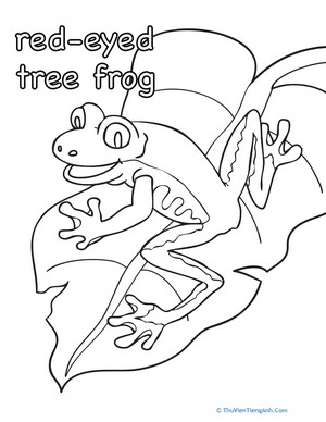 Color the Red-Eyed Tree Frog
