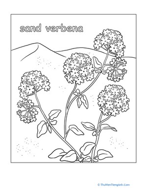 Sand Verbena Coloring Page