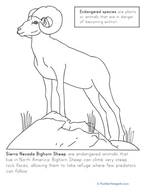 Color the Sierra Nevada Bighorn Sheep