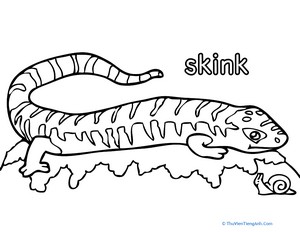 Skink Coloring Page