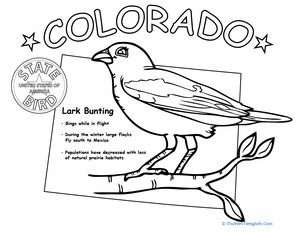 Colorado State Bird