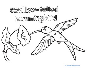 Swallow-tailed Hummingbird Coloring Page