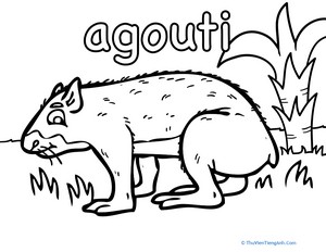 Agouti Coloring Page