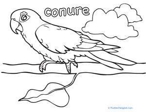 Color the Conure