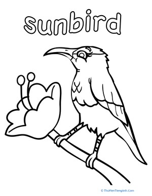 Sunbird Coloring Page