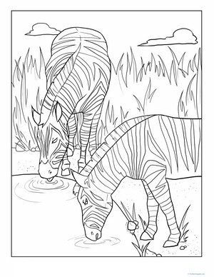 Zebras Drinking Coloring Page
