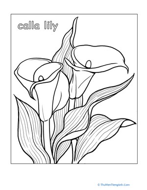 Calla Lily Coloring Page