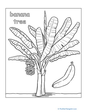 Banana Tree Coloring Page